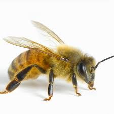 Honey Bees (Apis Mellifera) Apis Mellifera, Honey Bee, Honey, Bee, Google Search