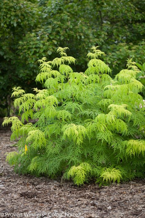 Lemony Lace Elderberry, Garden Maze, Deer Resistant Plants, Formal Garden, Garden Shrubs, Shade Plants, Landscaping Plants, Trees And Shrubs, Shade Garden