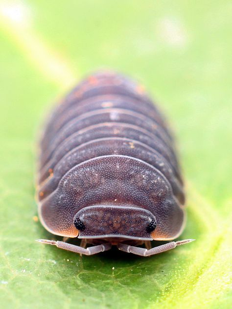 Isopod Character Design, Isopod Wallpaper, Isopod Pfp, Pill Bugs, Giant Isopod, Cute Bugs, Woodlice, Pill Bug, Cool Bugs