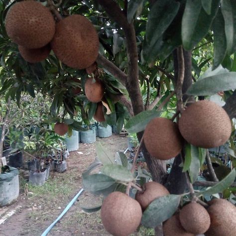 🍒JUAL PUPUK DAN BIBIT BUAH🔵’s Instagram photo: “Selamat pagi 🙏🙏 Ini lah tabulampot sawo,buahnya banyak 👍👍 .  Info pemesanan bibit bisa klik link wa di profil 🙏  #bibitbuah #bibitunggul…” Fruits And Vegetables, Trees, Fruit, Plants, Instagram