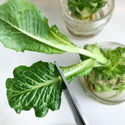 How to Regrow Romaine Lettuce from the Stem - GettyStewart.com Regrow Lettuce, Regrow Green Onions, Green Onions Growing, Growing Celery, Growing Lettuce, Black Thumb, Head Of Lettuce, Growing Greens, Romaine Lettuce