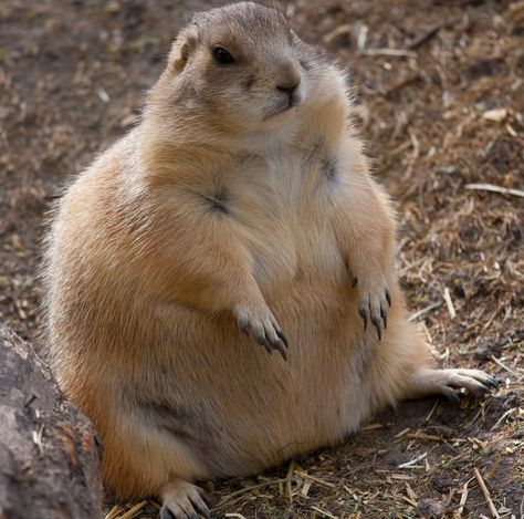 pregnant-prairie-dog Pregnant Animals, Fat Squirrel, Fat Animals, Prairie Dog, Nature Wallpapers, Gerbil, Silly Animals, Animal Friends, Animal Photo