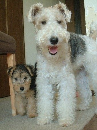 Wire Fox Terrier Puppies, Fox Terrier Puppy, Wirehaired Fox Terrier, Lakeland Terrier, Fox Terriers, Wire Fox Terrier, Terrier Puppy, 자수 디자인, Fox Terrier