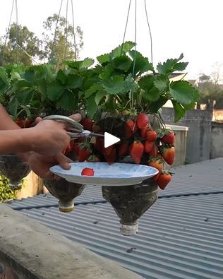 Strawberry Planter Ideas, Strawberry Planters, Growing Strawberries, Fruit Garden, Fruit Trees, Plant Life, Gardening Tips, Sweet Potato, Garden Plants