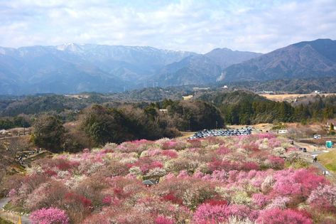 Top 10 Things to Do in Japan in March Japan In March, University Of Hawaii At Manoa, Japan Honeymoon, Japan March, Historical Temples, Things To Do In Japan, Japanese Spring, Japanese Holidays, Spring In Japan