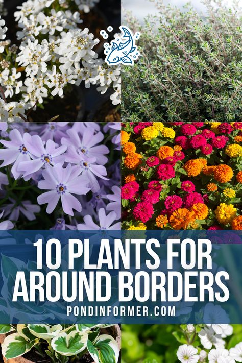 Transform your garden's borders with our top 10 plant picks! These carefully chosen selections, like the Moss phlox, Zinnia and Evergreen candytuft, add both beauty and structure to any landscape. Learn how to create a visually stunning garden with these essential border plants that will enhance your garden's overall aesthetics.  #BorderPlants #GardenBorders #GardenDesign #Garden #GardenBorder #TopPicks #TopPlantPicks #GardeningTips #BeautifulBorders #Gardening #GardenIdeas #PondInformer Narrow Border Planting Ideas, Evergreen Candytuft, Garden Border Plants, Moss Phlox, Edging Plants, Hosta Plants, Floating Plants, Ground Covers, Perennial Shrubs