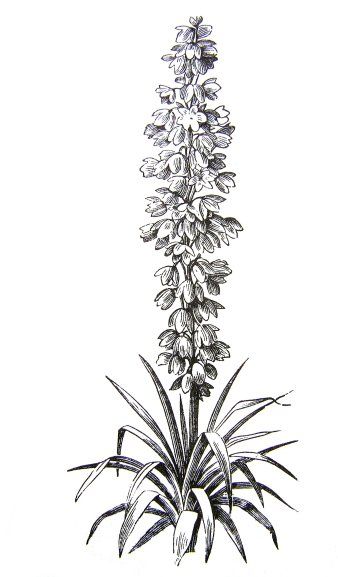 Izote Flower Tattoo, Yucca Gloriosa, Yucca Filamentosa, Yucca Rostrata, Scientific Poster, Plant Sketches, Artsy Girl, Yucca Plant, Plant Tattoo