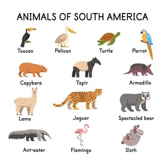 Brazil Animals, Armadillo Animal, Continents Activities, Nature Cartoon, Spectacled Bear, Wild Animals Painting, Cartoon Bird, Vector Nature, American Animals