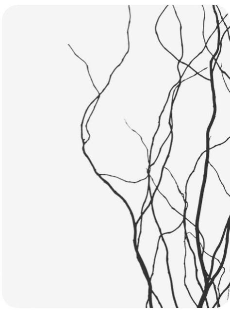 Branches Aesthetic, Black Vs White, Tattoo Tree, Dry Tree, Dry Branch, Branch Tattoo, Bare Tree, Frame Clipart, Tree Tattoo