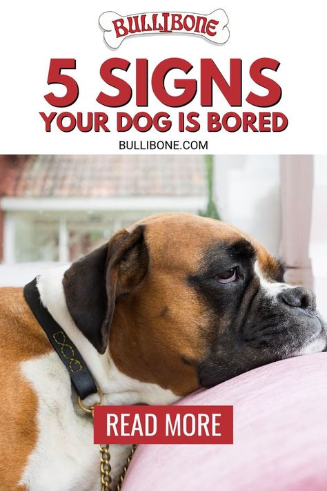 The first thing you should do is feed your dog a diet that’s high in protein and low in fat. Fat makes a dog sleepy, so if he’s eating too much of it, he’ll be less likely to get bored. Dog Boredom, Bored Dog, Dog Grooming Tips, Bored At Home, Social Life Hacks, Things To Do At Home, Dog Puzzles, Dog Brain, Cute Dog Pictures