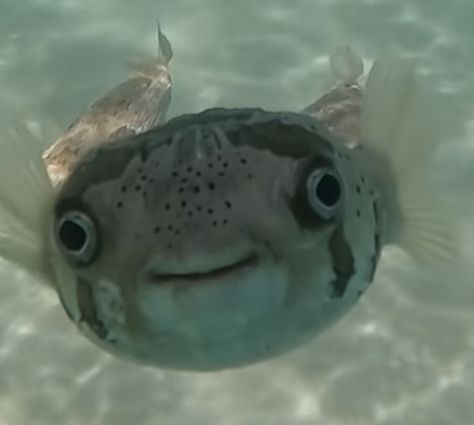 Fish With Big Lips, Goofy Fish, Silly Fish, Funny Fishing Memes, Fish Monster, Smiling Fish, Fish In Water, Ugly Fish, Fish Funny