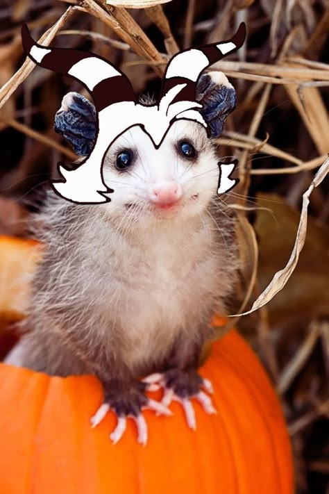 Cute Possum Pictures, Possum With Fairy Wings, A Human Called Me A Possum, Moxxie Possum, Cute Possums, I Am Not A Possum, Possum Pfp, White Possum, Possum Costume