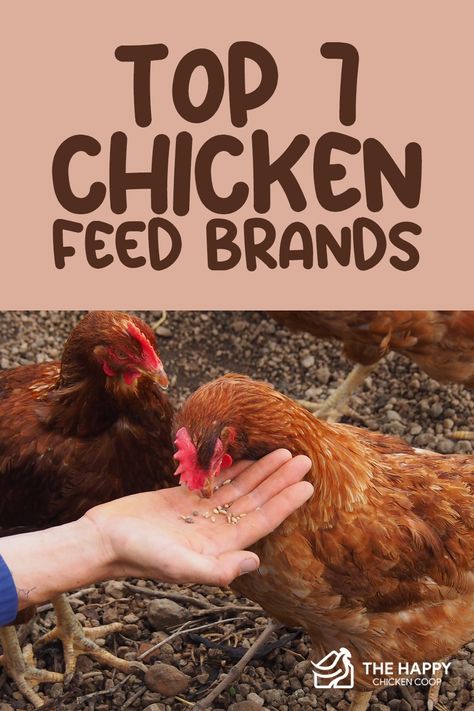 When it comes to feeding your flock, it’s important to know good quality food from poor quality food. With that said, here are the top 7 chicken feed brands that you should consider for your flock! Feeding Chickens Egg Shells, What To Feed Chickens, Feed Chickens, Feeding Chickens, Cow Pen, Homesteading Life, Urban Chicken Farming, Beginners Gardening, Chicken Mama