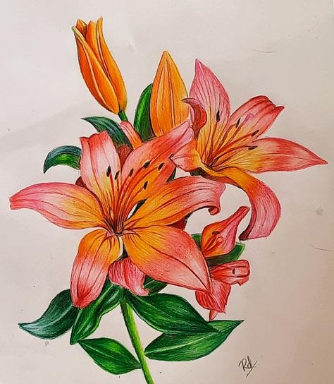 Flowers, pencil sketching, art, colourful Colour Pencil Shading Flowers, Flower Art Colored Pencil, Colour Pencil Flower Art, Lily Flower Drawing Color Pencil, Flower Drawing With Pencil Colour, Colour Pencil Art Flowers, Flower Sketch Color, Flower Coloured Pencil Drawing, Pencil Art Colour