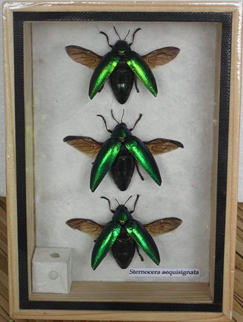 Amazon.com: 3 REAL Jewel Beetle Sternocera Aeguisignata Insect taxidermy in Box: Gateway Beetle Taxidermy, Bug Taxidermy, Insects Art, Insect Box, Jewel Beetle, Real Spiders, Insect Taxidermy, Beetle Insect, Insect Collection