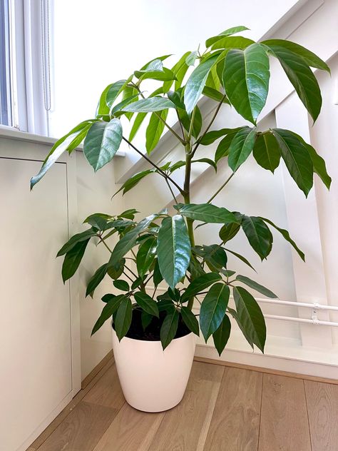 #plants #schefflera #green Plant Vessels, Green Home, Cottage Homes, Indoor Plants, House Plants, Showroom, Dream House, Cottage, Plants