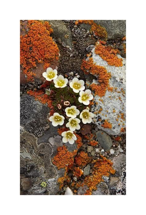 Lichen Moss, Plant Fungus, Flowers Growing, Natural Forms, Patterns In Nature, Color Textures, Plant Life, Botany, Flowers Plants