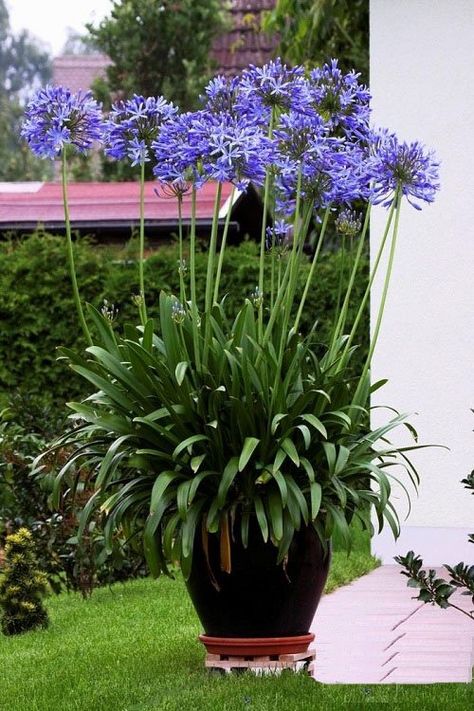 Growing Lillies, Lily Of The Nile, Agapanthus Africanus, Lily Plant Care, Florida Gardening, Paved Patio, Blue Lily, Lily Plants, Cold Frame