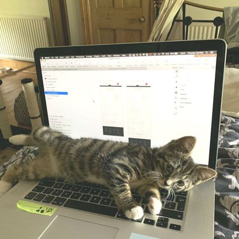 Cat sprawls across open laptop Cat Sketch, Tiny Kitten, Cat Post, Shelter Animals, Cat Facts, Fluffy Cat, Silly Cats, All About Cats, Cat Pin