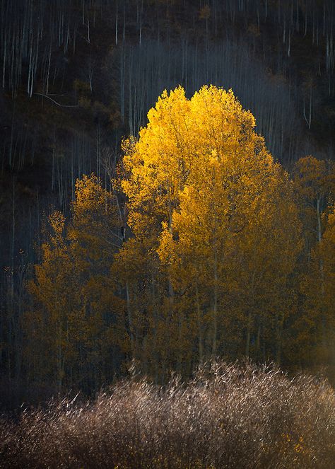 crested+butte+colorado+fall+aspens | 2010 aspen trees aspens autumn co colorado crested butte fall fall ... Aspen Trees Photography, Colorado Fall, Crested Butte Colorado, Birch Tree Painting, Graphic Wall Art, Sunset Magazine, Cabin Art, Aspen Trees, Crested Butte