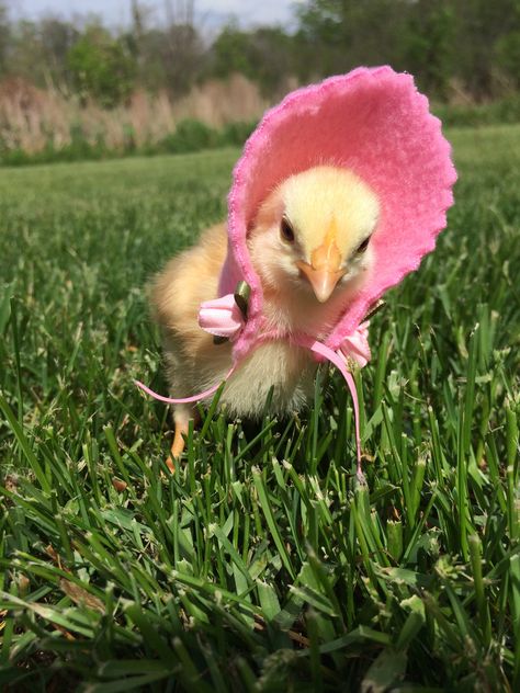 Baby Francine sporting her new pink bonnet. Photo by Nichole R. Merren Preppy Island, Turkey Chicks, Silly Birds, Pink Bonnet, Chicken Wallpaper, Baby Chicks Raising, Chick Outfit, Baby Turkey, Baby Chicken