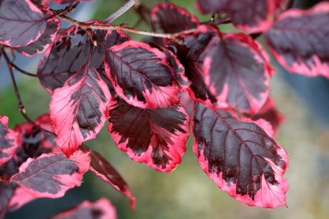 Fagus sylvatica 'Purpurea Tricolor' (European Beech) is a beautiful, small, deciduous tree noted for its striking variegated foliage. The leaves, 4 in. long (10 cm), emerge purple with pink margins in spring, mature to dark bronze-green with pinkish white margins as the season progresses. They finally turn bronze-gold in the fall. Beautiful in spring with its rose foliage color, splendid in fall with its brilliant golden foliage, this European Beech also adds interest in the winter landscape wit Deer Garden, Fagus Sylvatica, Copper Beech, Flowering Cherry Tree, Specimen Trees, Beech Tree, Shade Trees, Buy Plants, Plant Combinations