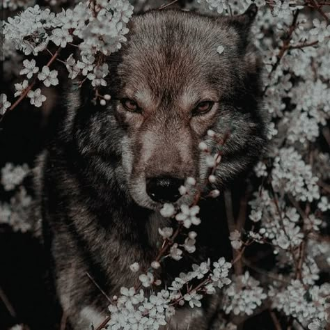 * ╱ 𝒊 𝒍𝒊𝒗𝒆𝒅 𝒊𝒏 𝒇𝒐𝒓𝒌𝒔 . Danika Fendyr, Acotar Aesthetic, Werewolf Aesthetic, From Blood And Ash, Wolf Photography, Blood And Ash, Crescent City, Court Of Thorns And Roses, Fantasy Aesthetic