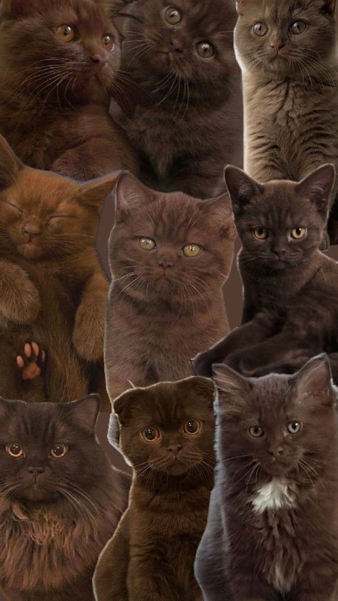 Brown Cat's Brown Cat Wallpaper, Brown Cat, Free Use, Cat Wallpaper, Phone Wallpaper, For Free