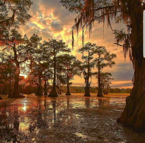 Gorgeous Louisiana Swamp Reference, Swamp Photos, Bald Cypress Tree, Caddo Lake, Cypress Swamp, Louisiana Swamp, Louisiana History, Louisiana Bayou, Bald Cypress