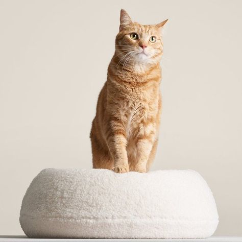 10 Modern Cat Beds That Won’t Clash With Your Decor - Dwell Modern Cat Bed, Wooden Cat House, Modern Cat Furniture, Cat Cushion, Aesthetic Cat, Cat Cave, Cat Stories, Cat Beds, Modern Pet