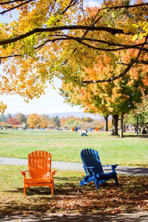 Bucknell University in the Autumn Bucknell University Aesthetic, Bucknell University, University Of Alberta, Colors Of Fall, Dream School, Art Halloween, 2023 Vision, Adirondack Chair, College Life