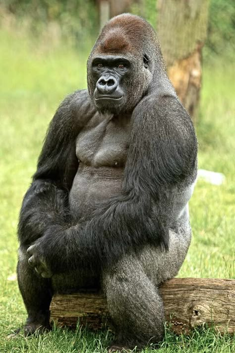 Gorilla Sitting, Gorilla Portrait, Silverback Gorilla, Great Ape, Portrait Poster, Tree Stump, Primates, Photo Posters, Animals Beautiful