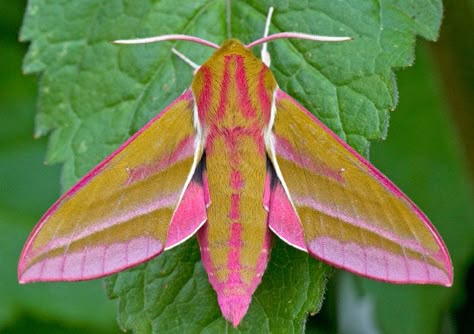 Elephant Hawk Moth, Eye Markings, Rosy Maple Moth, Moth Species, Colorful Moths, Cute Moth, Moth Caterpillar, Cool Bugs, Hawk Moth