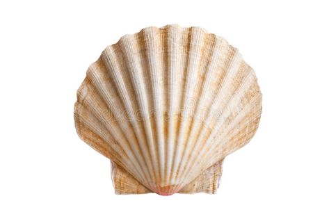 Scallops shell. (See Pectinidae) on the white background , #Affiliate, #shell, #Scallops, #Pectinidae, #background, #white #ad Colourful Fish, Shell Tattoos, Anime Lips, Still Life Photos, Plains Background, Scallop Shells, Art Prompts, Ink Illustrations, Sea Shell