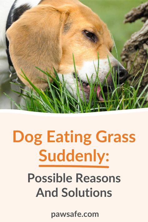 Is your dog eating grass? It could just be boredom, but it's important to understand the reasons behind this behavior and how to address it effectively. #dogsuddenlyeatsgrass #dogeatinggrass #doghealthcare Why Do Dogs Eat Grass Outside, Dogs Eating Grass, Eating Too Much, Dog Health Tips, Sick Dog, Dog Diet, Dog Health Care, Bad Dog, Dog Blog