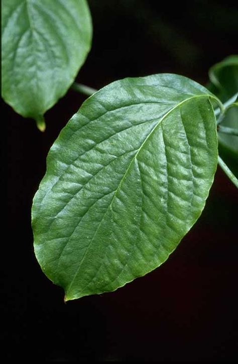 Leaf Reference Photo, Pacific Dogwood, Leaves Photography, Ankle Tattoos, Landscape Inspiration, Leaf Photography, Art 2024, Art Jewelry Design, Visual Language