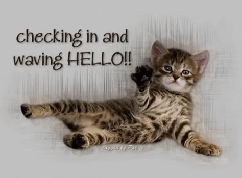 Hello Kitten GIF - Hello Kitten Waving - Discover & Share GIFs Hello Quotes, Hello Kitten, Hello Gif, Cat Expressions, Cute Good Morning Quotes, Kitten Gif, Cute Good Morning, Funny Cats And Dogs, Cat Quotes