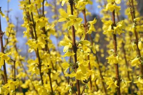 11 Dog-Friendly Shrubs: Best Plants to Plant Around Your Pooch Backyard Dog Area, Forsythia Bush, Dog Friendly Plants, Dog Friendly Garden, Dog Friendly Backyard, Flowering Bushes, Backyard Plan, Dog Yard, November Nails