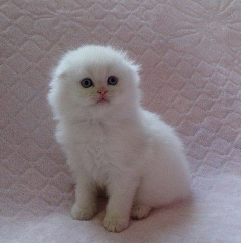 Shorthair Cats Scottish Fold, British Fold, Scottish Fold Cat Munchkin, White Scottish Fold, White Scottish Fold Cat, Scottish Fold Kitten White, Scottish Fold Cat Aesthetic Wallpaper, Kittens Scottish Fold, Scottish Fold Cat Aesthetic