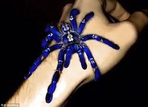 The discovery of the new species comes shortly after a video emerged online showing another species of blue tarantula, called Poecilotheria metallica Peacock Tarantula, Poecilotheria Metallica, Blue Tarantula, Pet Tarantula, Spider Sona, Weird Insects, Spider Species, Crazy Nature, Crafts Animals