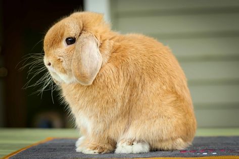 Orange Holland Lop Buck 💛 Orange Holland Lop, Litter Training Rabbits, Sassy Animals, Lop Bunnies, Bunny Ideas, Holland Lop Bunnies, Lop Bunny, Pet Rabbit Care, Bunny Beds