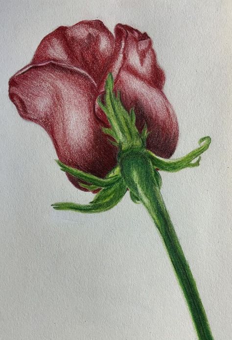 Rose Pencil Art, Coloured Sketches Colored Pencils, Rose Color Pencil Drawing, Easy Drawing With Colored Pencils, Drawing Flowers Colored Pencils, Things To Draw Coloured Pencil, Rose Colored Pencil Drawing, Drawings With Colored Pencils Easy, Colored Pencil Easy Drawing