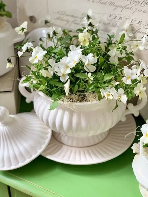 Using Soup Tureens as Planters - Celebrated Nest Soup Tureen Planter, Soup Tureen Centerpiece Decorating Ideas, Soup Tureen Decorating Ideas, Tureen Decor, Diy Self Watering Planter, Outdoor Greenery, Diy Flower Pots, Soup Tureen, Decor Steals