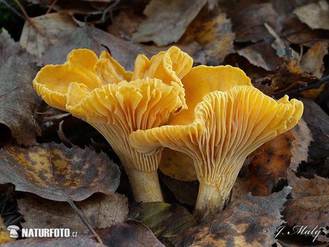 Chanterelle | Chanterelle (Cantharellus cibarius) Cantharellus Cibarius, Mushroom Seeds, Growing Mushrooms At Home, Mushroom Spores, Mushroom Images, Mushroom Pictures, Mushroom Cultivation, Slime Mould, Mushroom Fungi