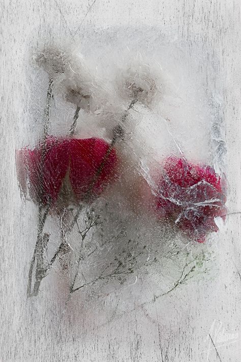 Iced Flowers, Frozen Flowers, Ice Flowers, Ice Photography, Frozen Rose, I Love Rain, Ice Art, Snow Art, Flowery Wallpaper