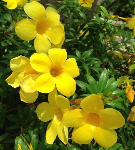 (Alamanda) Alamanda Plant, Alamanda Flower, Identify Plant, Corn Plant, Good Morning Beautiful Flowers, Wonderful Flowers, Flower Landscape, Tropical Colors, Trendy Flowers