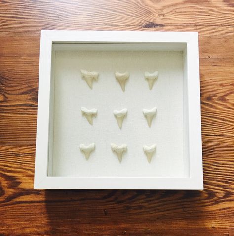 Shadow Box Ideas Shark Teeth, Sharks Teeth, Minimalist Coastal, Ocean Room, Themed Bathroom, Coastal Aesthetic, Boy Bedroom, Shark Teeth, Nursery Ideas