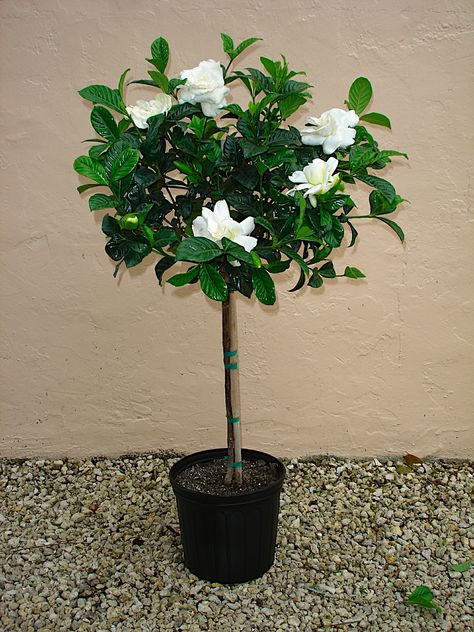 Gardenia Tree, Raspberry Background, Gardenia Trees, Gardenia Plant, Butterfly Garden Design, French Country Garden Decor, Topiary Plants, French Country Garden, Videos Aesthetic