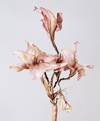 Dry Flowers, No Rain, Final Fantasy Vii, Ikebana, Plant Life, Flowers Photography, Botanical Art, Pretty Flowers, A Flower