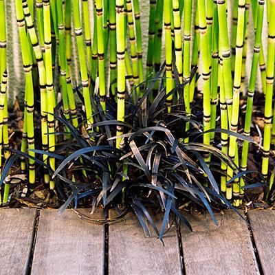 Plant combo we love: Black mondo grass + equisetum Horsetail Reed, Black Mondo, Black Mondo Grass, Plant Combos, Hillside Garden, Bamboo Garden, Porch Steps, Black Garden, Succulents In Containers